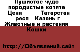 Пушистое чудо - породистые котята › Цена ­ 500 - Татарстан респ., Казань г. Животные и растения » Кошки   